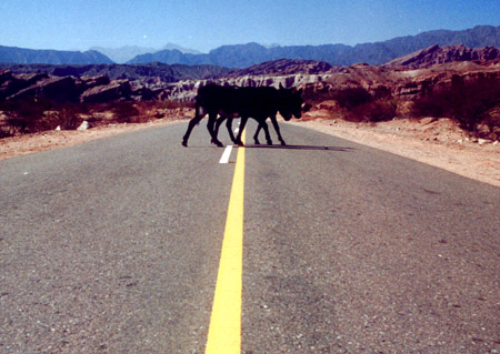 Trnsito pesado camino a Cafayate